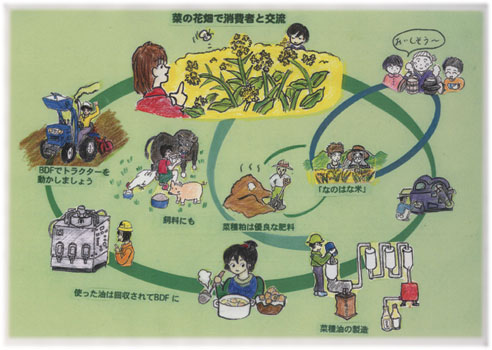 菜の花の循環図